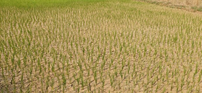Irrigation water in Mirudodi..