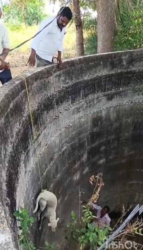 బావిలో పడ్డ శునకాన్ని కాపాడిన పంచాయతీ సిబ్బంది