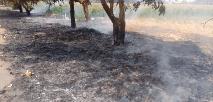 Trees on fire next to the road