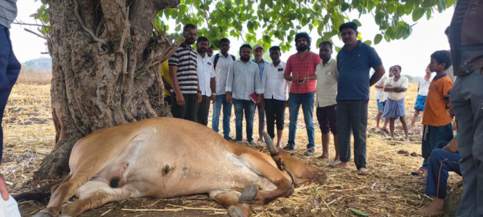 The death of a bull after being struck by lightning