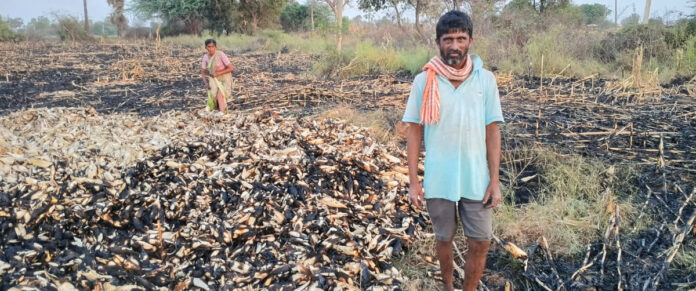 Corn crop burnt due to electric shock