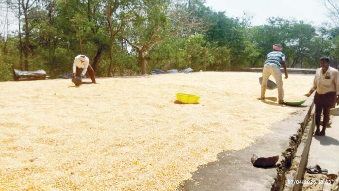 మక్కలు కొనే దిక్కేది..?