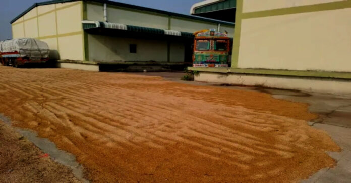 Grain soaked by untimely rain