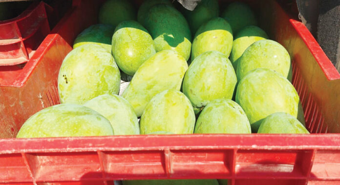 బంగినపల్లి మామిడికి మార్కెట్ ఏదీ?