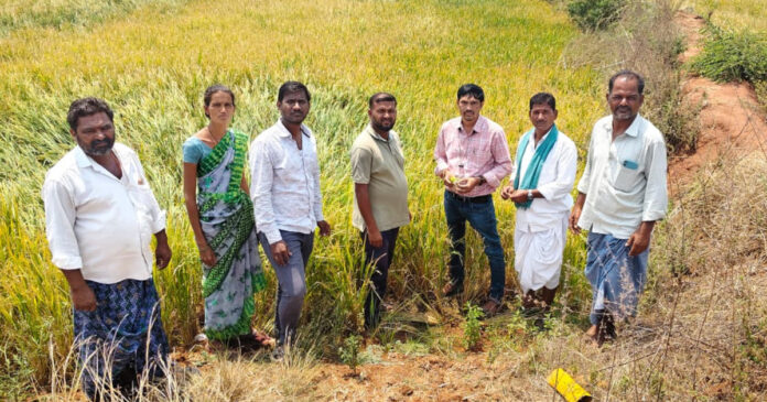 అకాల వర్షానికి 819 ఎకరాల వరిపంట నష్టం: ఏఓ వేంకటేష్