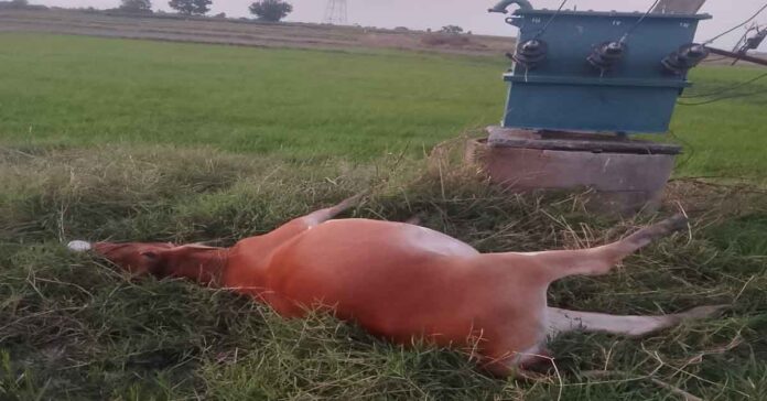 Milking cow dies from electric shock