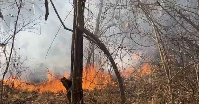 అటవీ ప్రాంతంలో అగ్ని ప్రమాదం