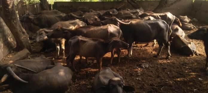 Sunstroke for cattle!