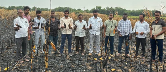 Corn that has become soggy... The government should help farmers