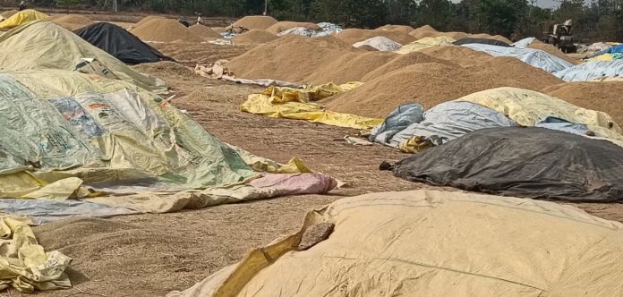 Grain procurement process at a snail's pace... Food donors in a state of panic