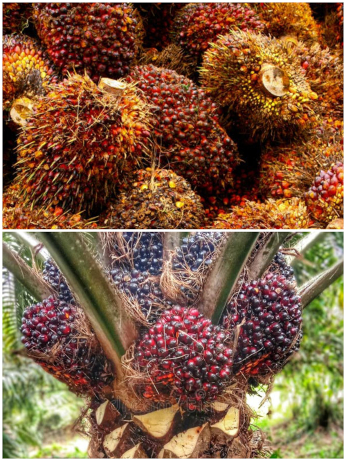 ఆశాజనకంగా ఆయిల్ ఫామ్ గెలలు ధర