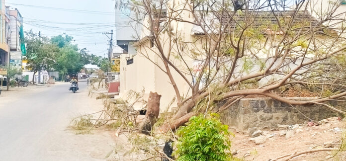 If you plant a plant, it's a kiss.. if it grows, it's a kiss.?