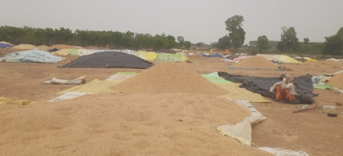 New policy implemented in grain procurement