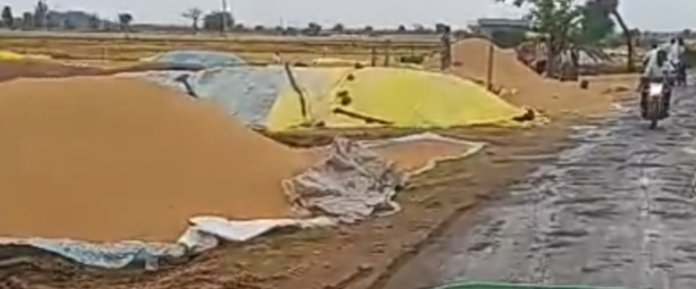 Rice paddy soaked by untimely rain