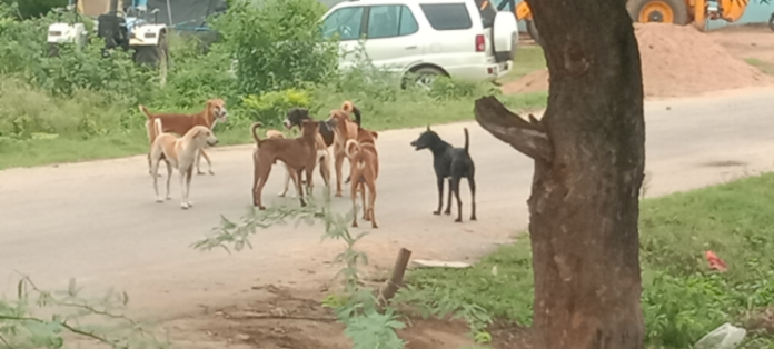 No more counting of stray dogs
