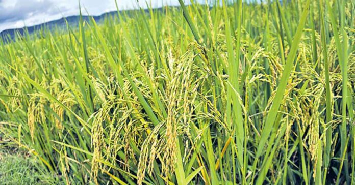 Crop diversification should be promoted.