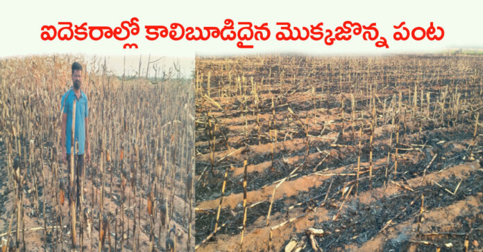 Accidental burning of corn crop