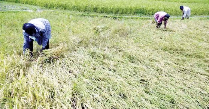 రైతుకు భరోసా కరువు?