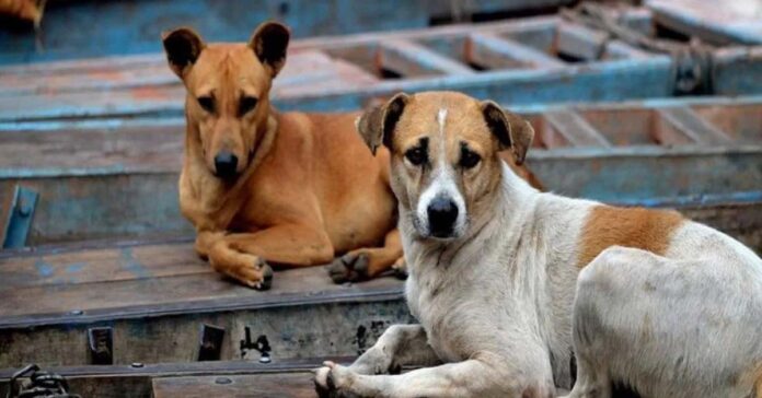 బాలుడిపై కుక్క దాడి