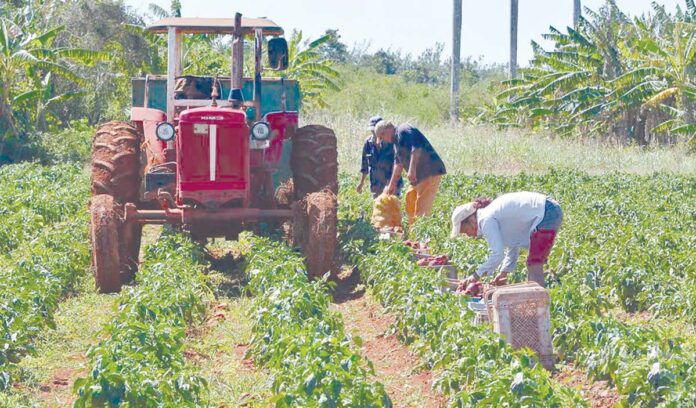 సేంద్రియ వ్యవసాయంలో క్యూబా నేర్పుతున్న పాఠాలు!