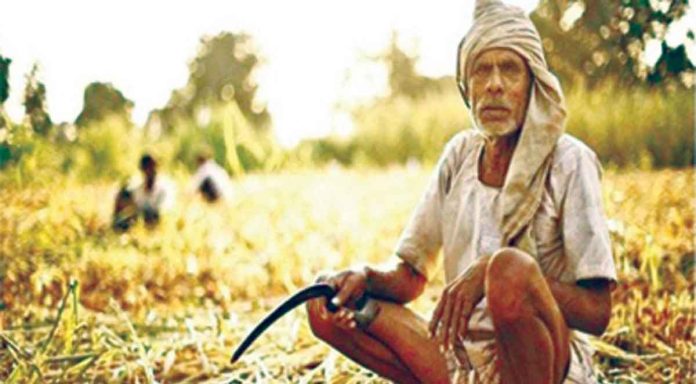 Where is the support for the maize farmer?