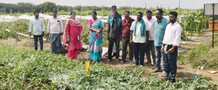 Officer inspects horticultural and palatable crops