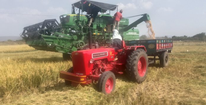Will the rice harvest pick up, but will the purchasing centers be closed?