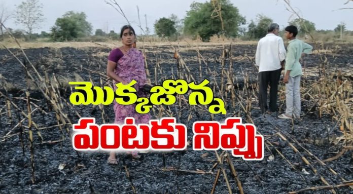Unknown persons set fire to corn crop