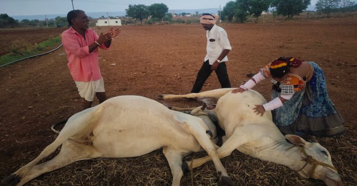 పిడుగుపాటుకు కాడెద్దులు మృత్యువాత