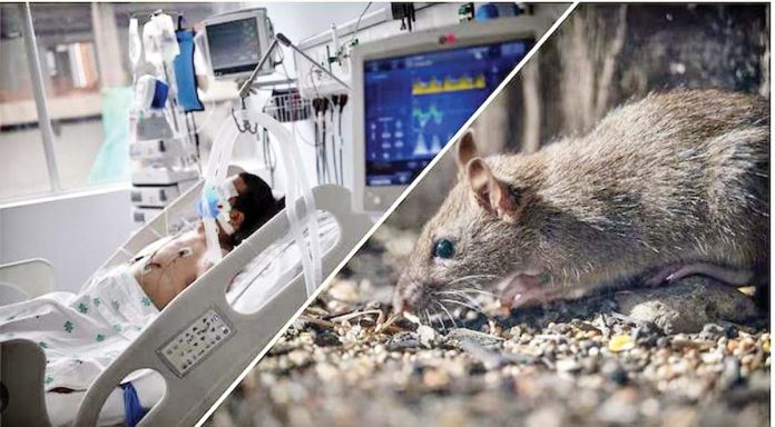 India faces no immediate threat from the Hanta virus.