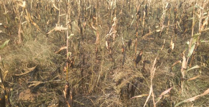 Accidental fire destroys corn crop
