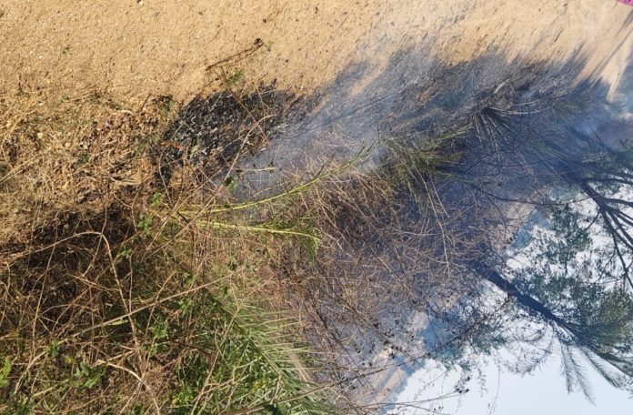 Unknown assailants set fire to the trees