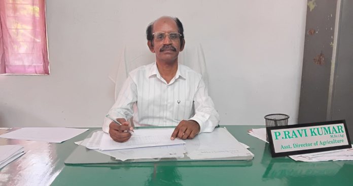 పచ్చిరొట్ట పైరు సాగుతో నేల సారం పెంపు