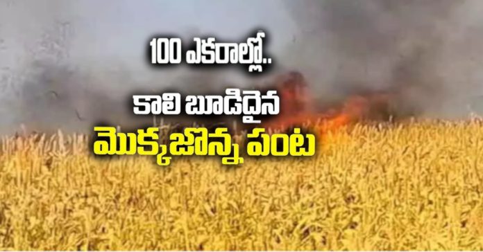 Sorghum and maize crops turn to ashes in hundreds of acres