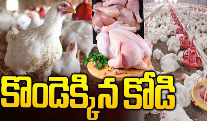 కొండెక్కిన కోడి.!