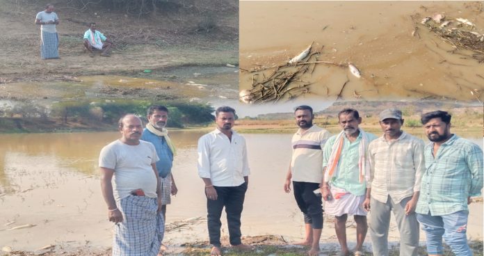 Ten quintals of fish died in Nagayya Kunta