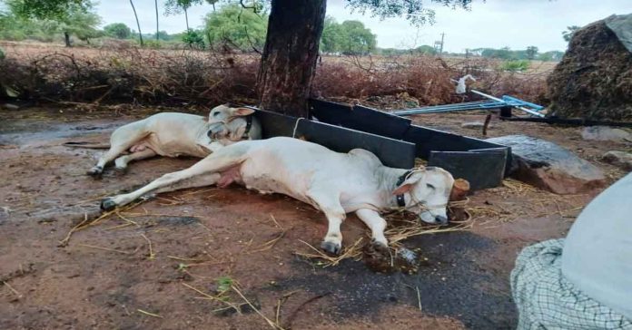 Cattle killed by lightning strike.