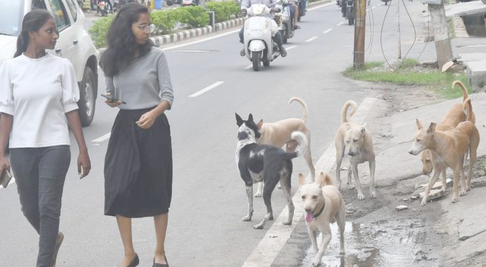 ఎండపోటు.. కుక్కకాటు..!