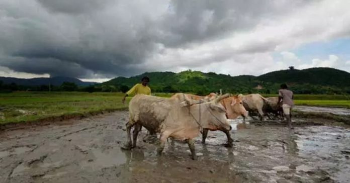 Untimely Rains: The Government Must Immediately Come to the Aid of Farmers.
