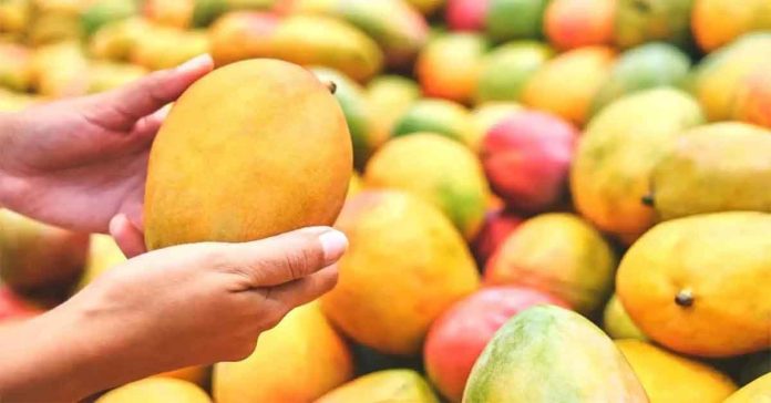 భారత మామిడి పండ్లపై జపాన్ నిషేధం