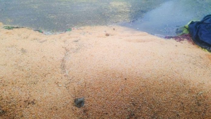 Farmers are in trouble due to untimely rains