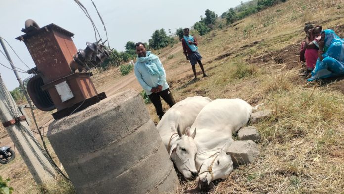 Two cows die from electric shock
