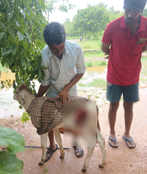 లేగ దూడపై ఊర కుక్కల దాడి