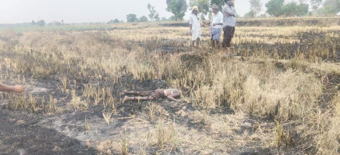 Farmer Burnt Alive in Paddy Stubble Fire