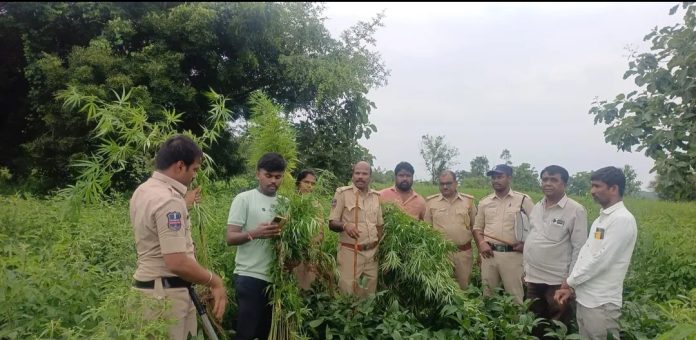 మండలంలో ఏరులై పారుతున్న గంజాయి స్మగ్లింగ్..