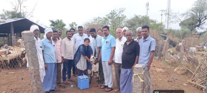 Vaccination for cattle in Ramachandra Palli
