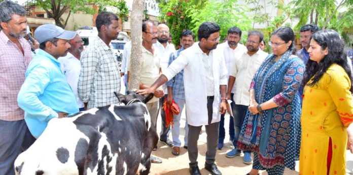 Efforts to Develop Dairy Industry: Collector