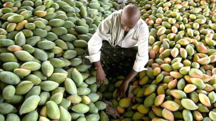 The Sweet Fruit... A Burden to the Farmer