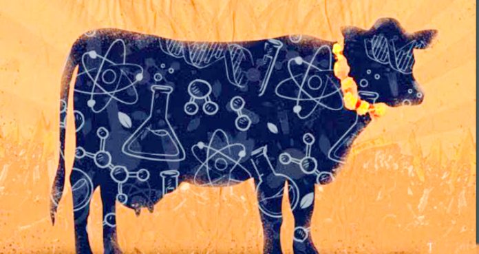 For research on cow products