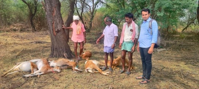 పిడుగుపాటుకు 6 మూగజీవాలు మృత్యువాత